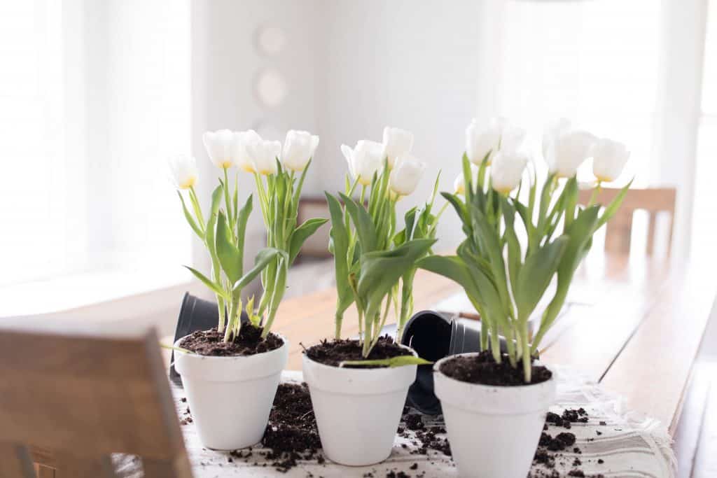 potted tulips for a simple farmhouse centerpiece