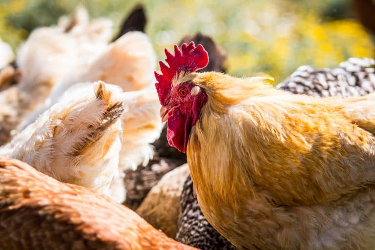 7 Essentials for a Backyard Chicken Coop - Farmhouse on Boone 