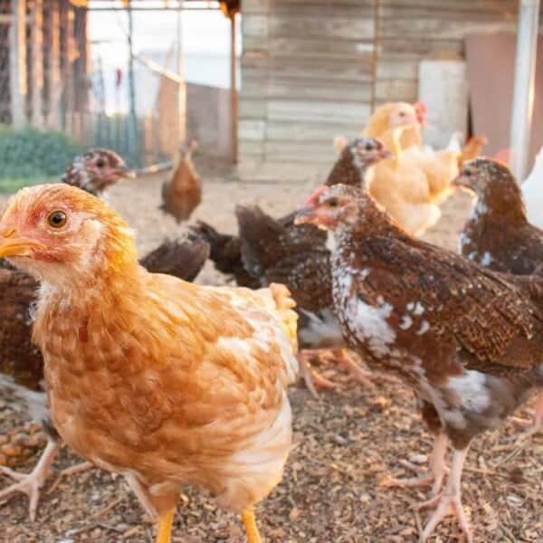 7 Essentials for Backyard Chickens