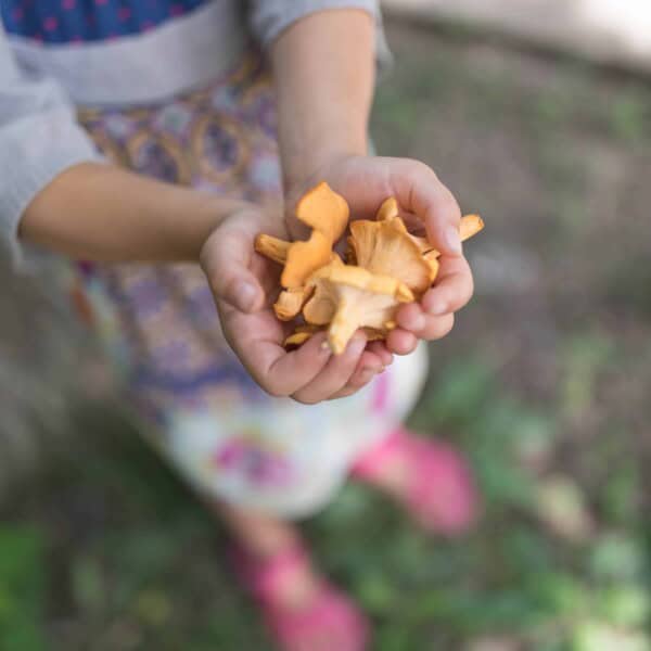 Foraging Chanterelle Mushrooms | Wild Edibles