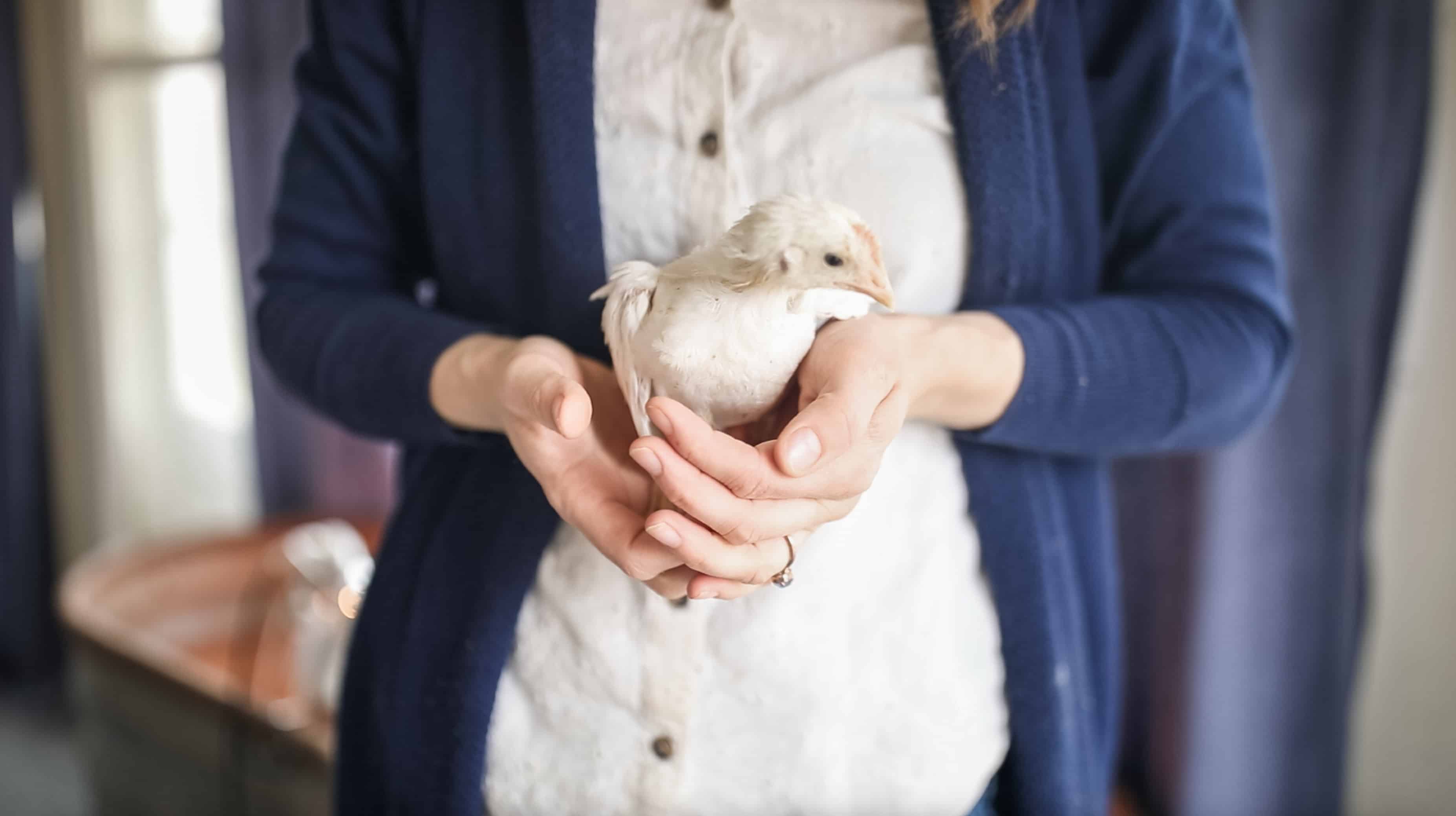 How To Care For Backyard Chickens Farmhouse On Boone