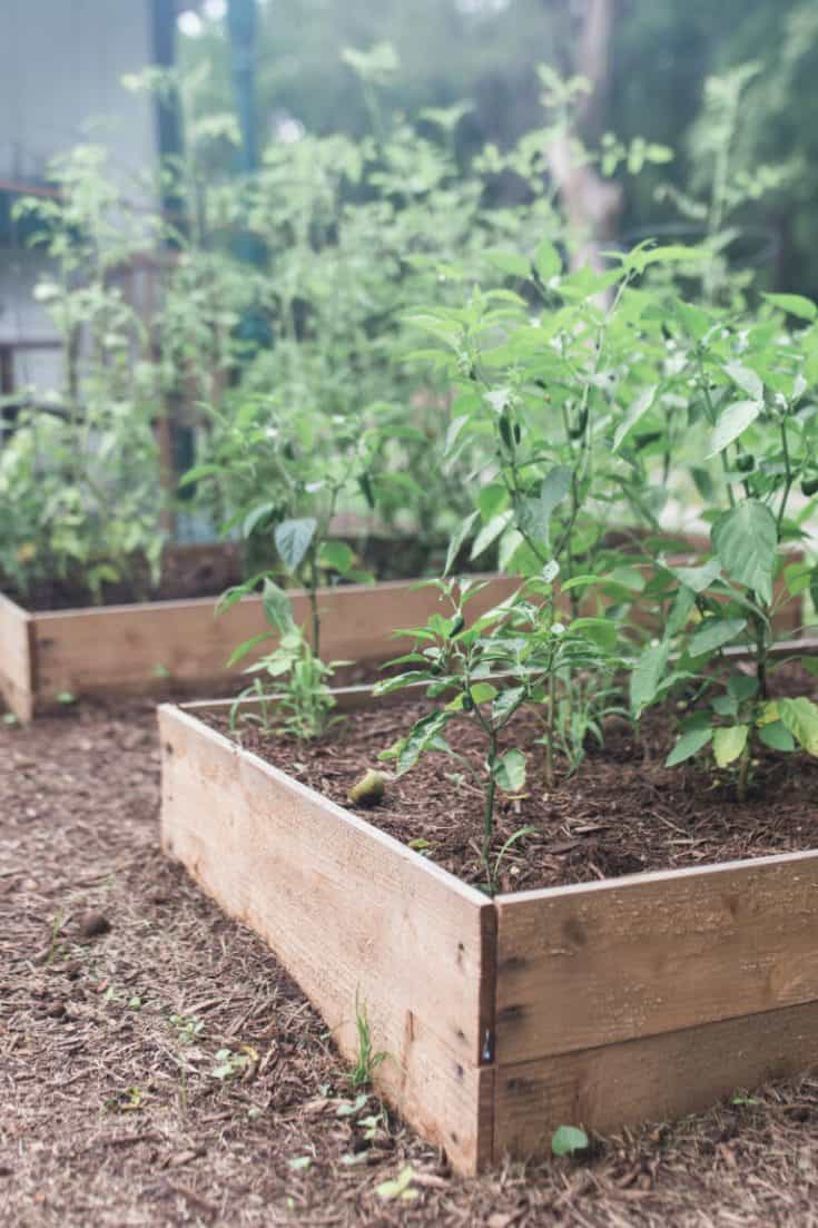 https://www.farmhouseonboone.com/wp-content/uploads/2019/07/How-To-Build-A-Raised-Garden-Bed-For-Cheap-2-768x1152-1-735x1103.jpg