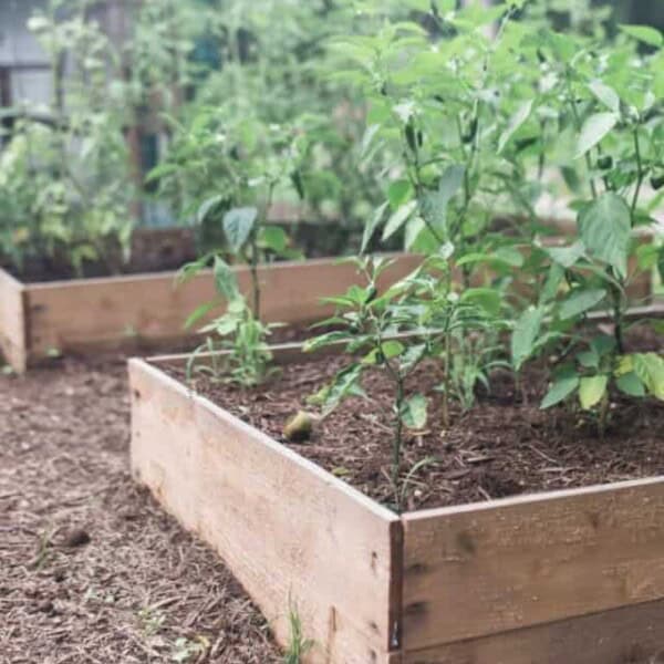 How-To-Build-A-Raised-Garden-Bed-For-Cheap-2-768x1152