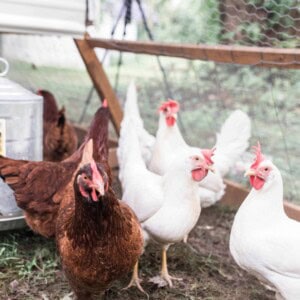 rhode island red chickens in a chicken tractor