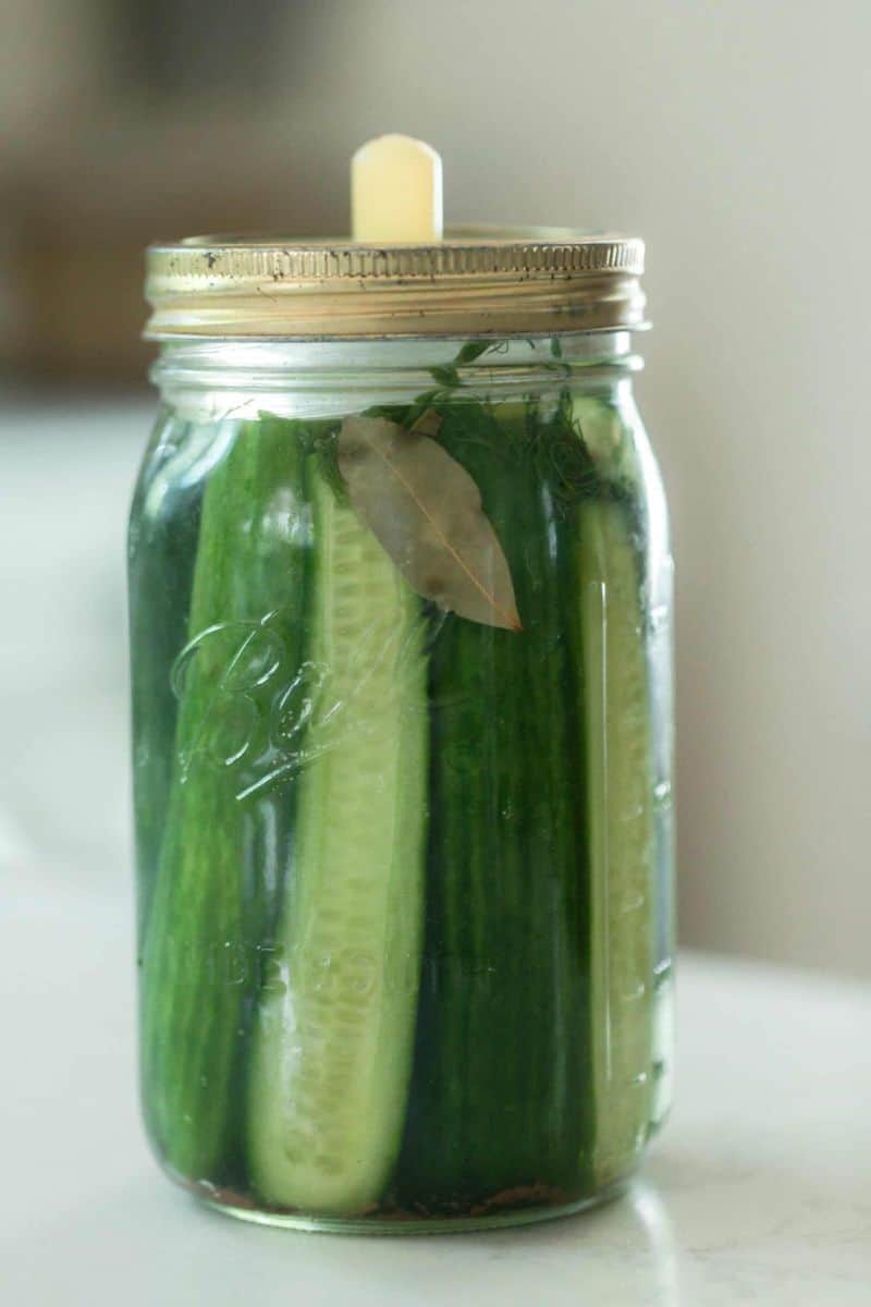 A mason jar of cucumbers fermenting with fresh herbs. 