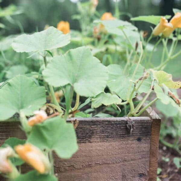 pumpkins growing in a raised bed