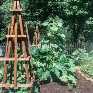 French tuteurs in a garden with plants growing around it