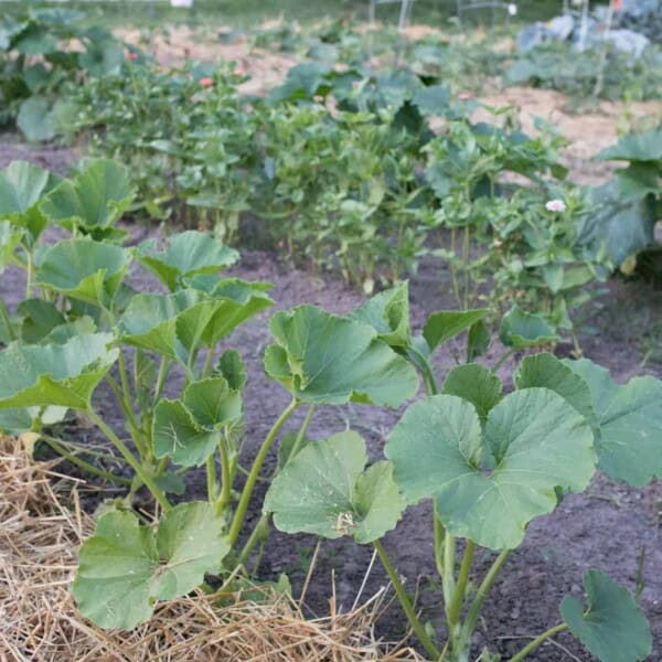 vegetables growing in rows in a garden