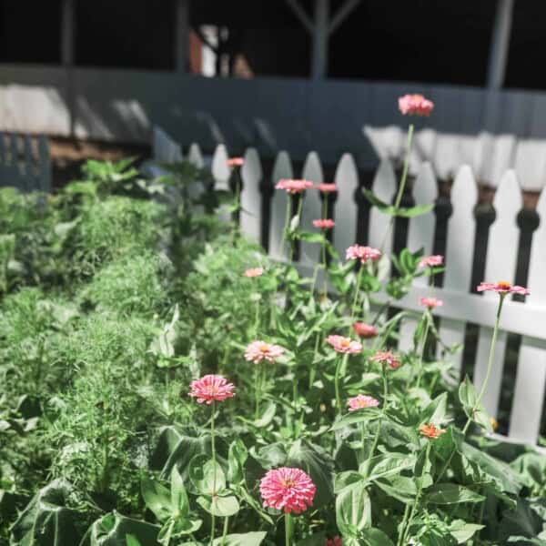 zinnias in July with a white picket fence and barn in the background