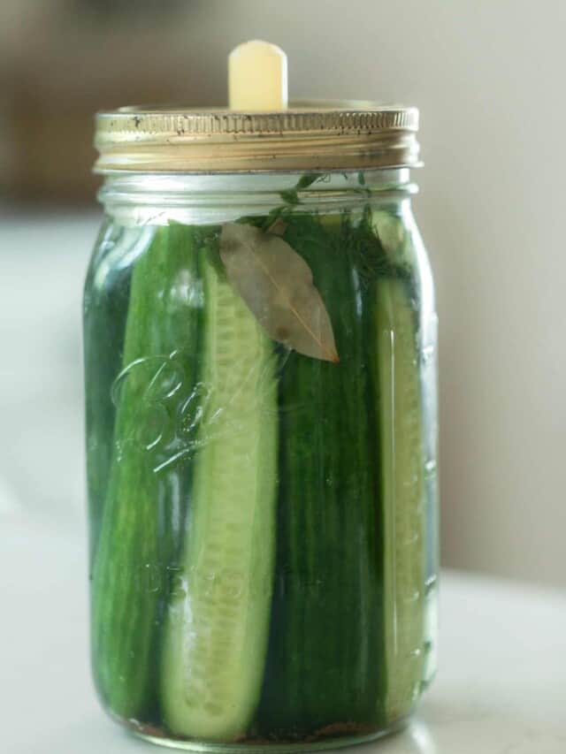 Homemade lacto-fermented pickles with bay leaves and dill in a mason jar with a fermentation lid on a white countertop