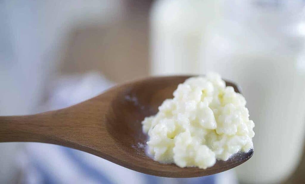 Kefir grains on a wood spoon.