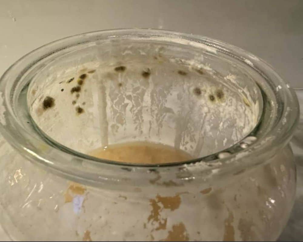 Mold on Your Sourdough Starter? Check out These Causes - Our